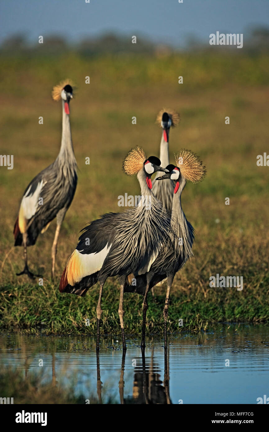 GREY CROWNED CRANE Large flock Balearica regulorum in typical wetland habitat.  Amboseli National Park, Kenya Stock Photo