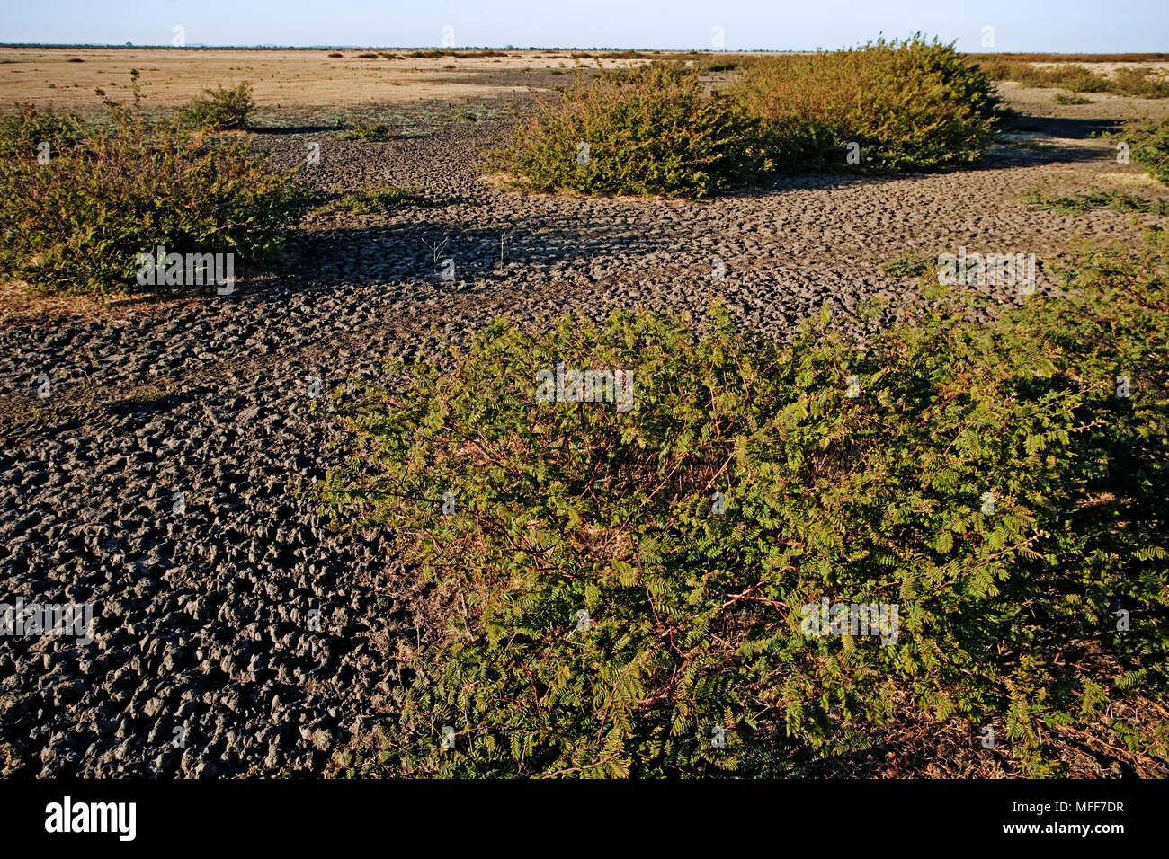 BLACK MIMOSA Invasive plant Mimosa pigra on floodplains of Kafue river ...