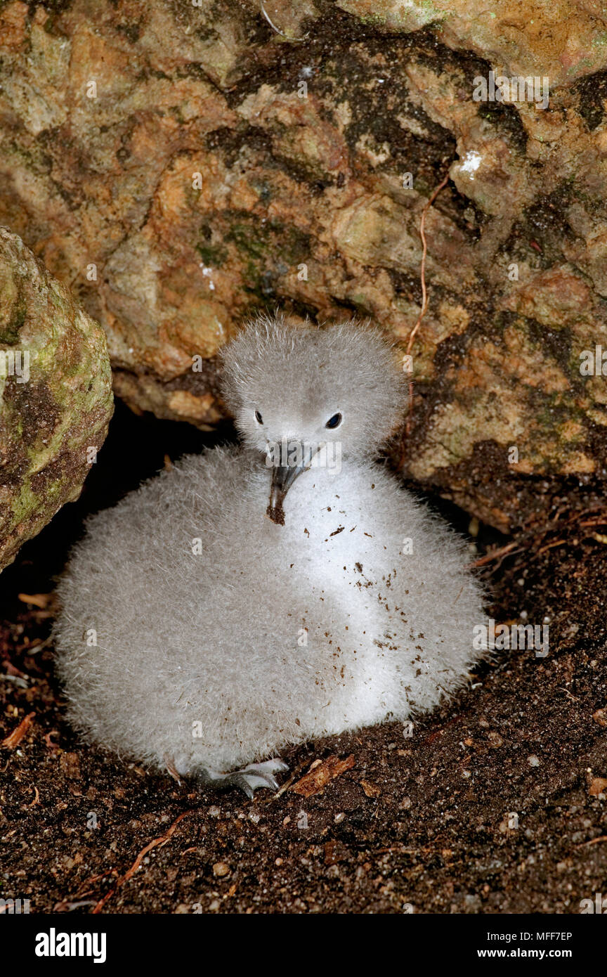 AUDUBON'S SHEARWATER  chick in nest Puffinus iherminieri Aride Island.  Seychelles Stock Photo