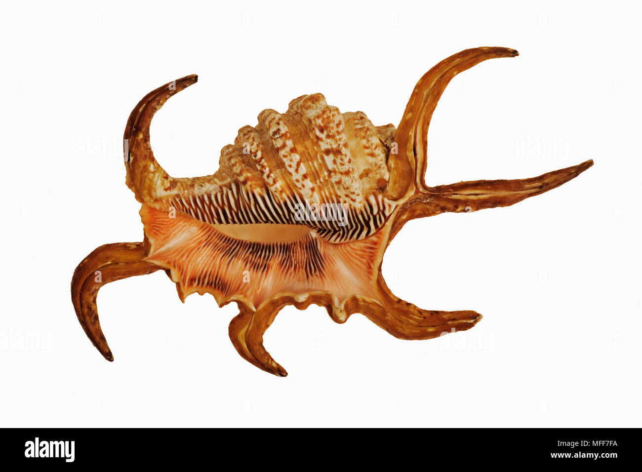 CHIRAGRA SPIDER CONCH cut out Lambis chiragra  Indian ocean Stock Photo
