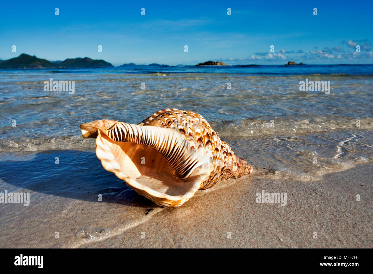 TRITON'S TRUMPET SHELL Charonia tritonis Washed up on beach. Seychelles ...