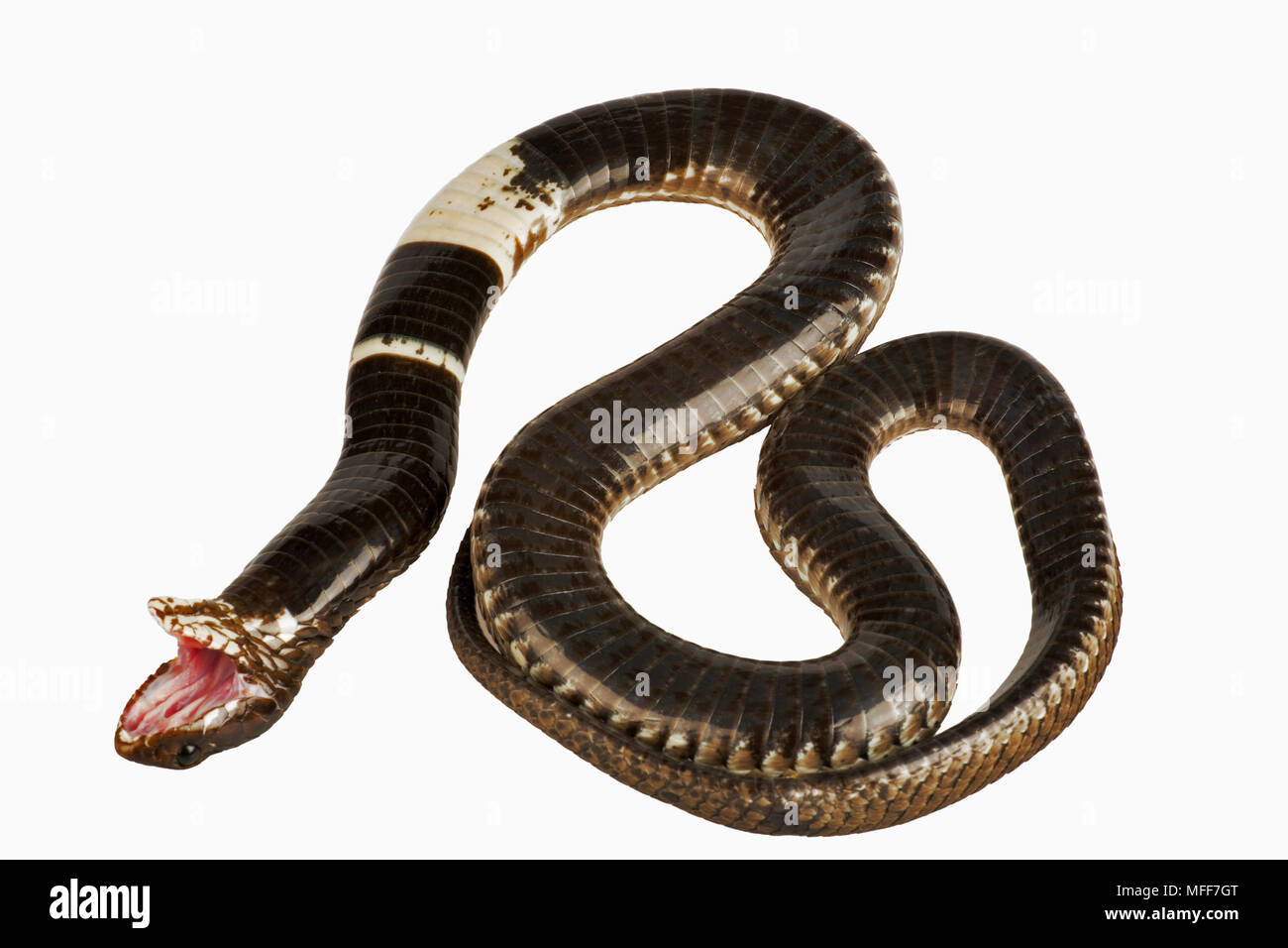 Rinkhal's Spitting Cobra, Hemachatus haemachatus; Sani Pass…