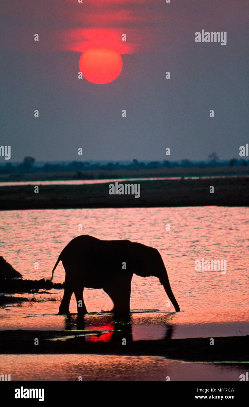 AFRICAN ELEPHANT silhouetted Loxodonta africana drinking at Chobe River. Chobe N.P., Botswana Stock Photo