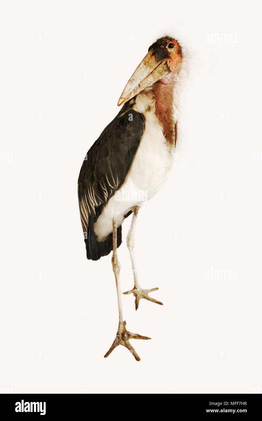 Marabou Stork Leptoptilos Crumeniferus Largest Flying Birds In The World With A Wingspan Of Up To 2 9 M South Africa Stock Photo Alamy