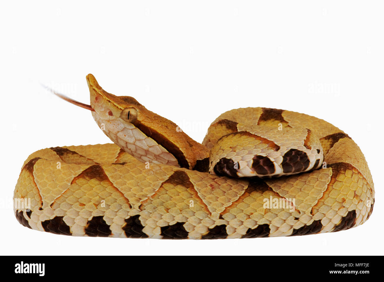 HUNDRED-PACE or SHARP-NOSED VIPER Deinagkistrodon acutus coiled against a white background.  From China and Vietnam. Stock Photo