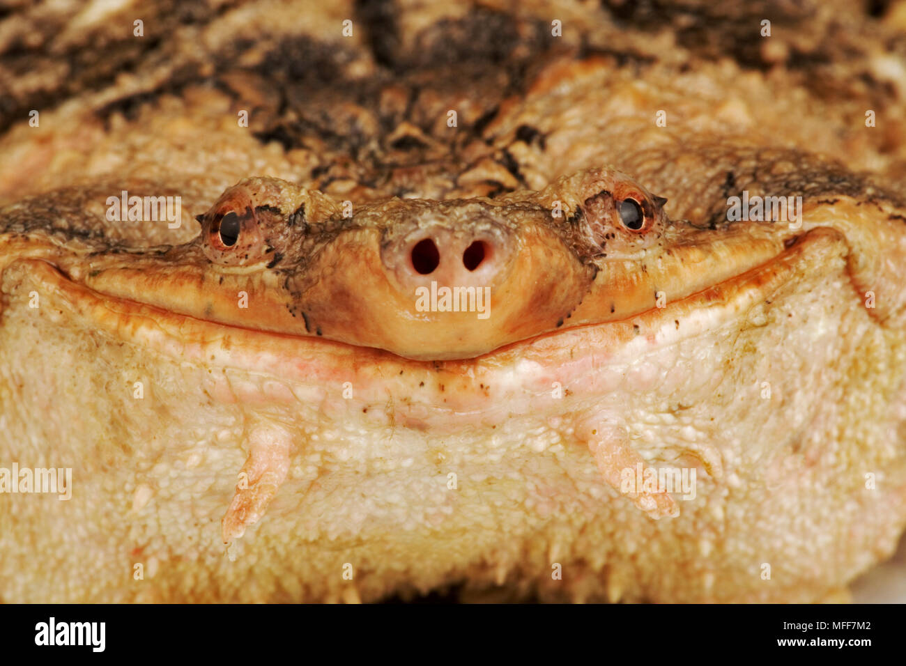 MATAMATA close up of face Chelus fimbriatus Stock Photo