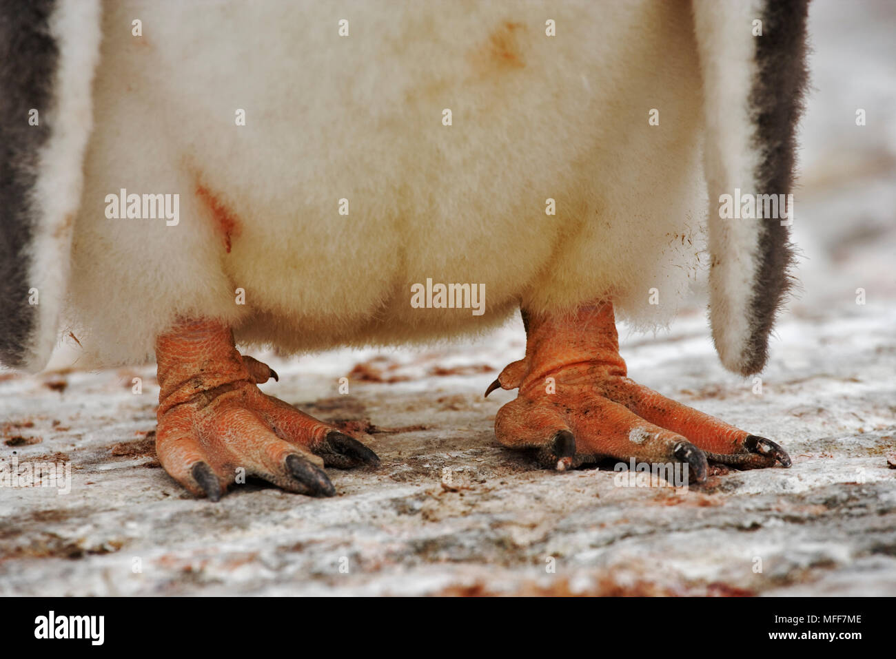 GENTOO PENGUIN young Pygoscelis papua Fastest underwater swimming