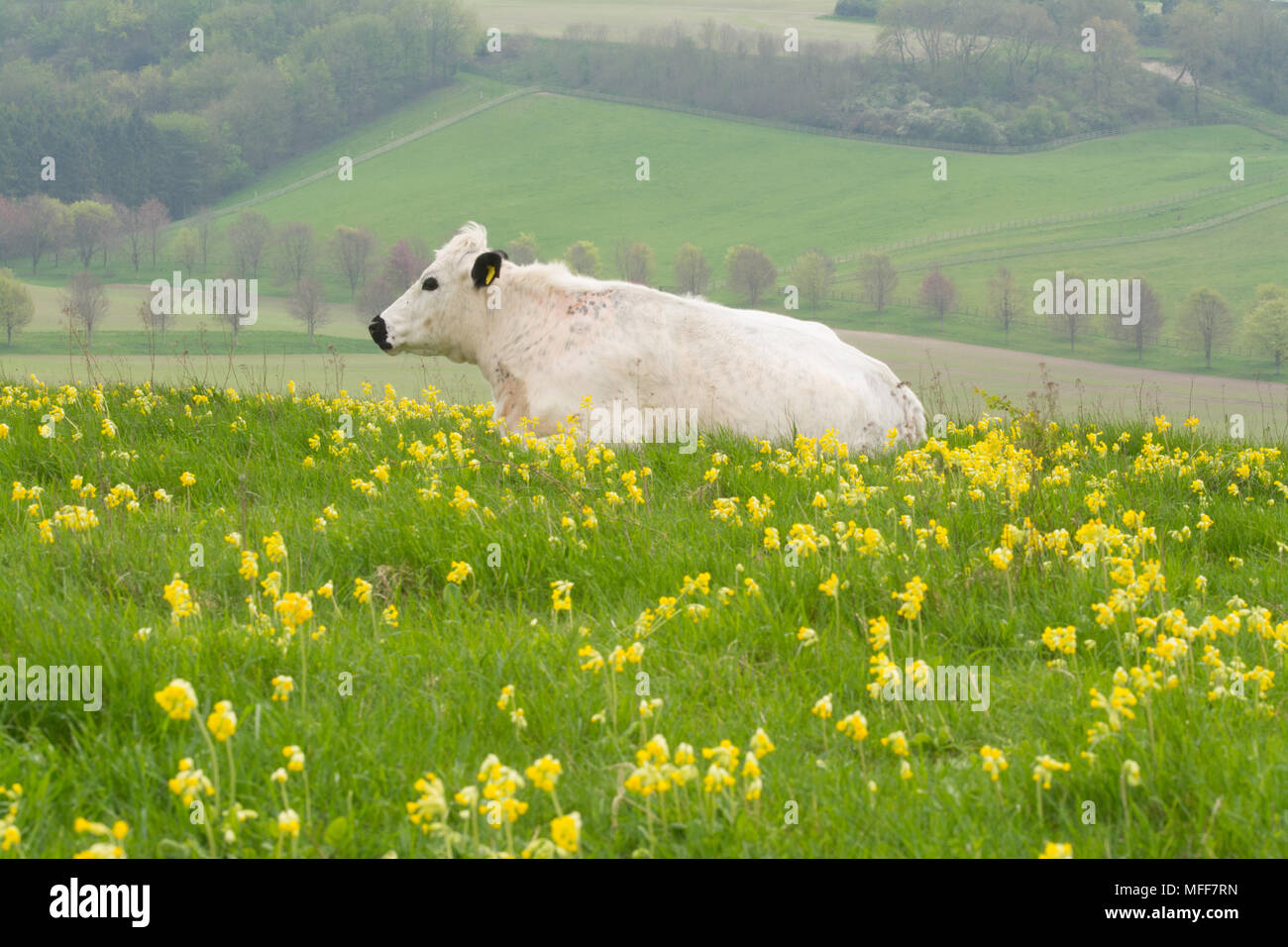 British white cow in a field of cowslips at Magdalen Hill Down Butterfly Conservation nature reserve in the South Downs National Park, Hampshire, UK Stock Photo