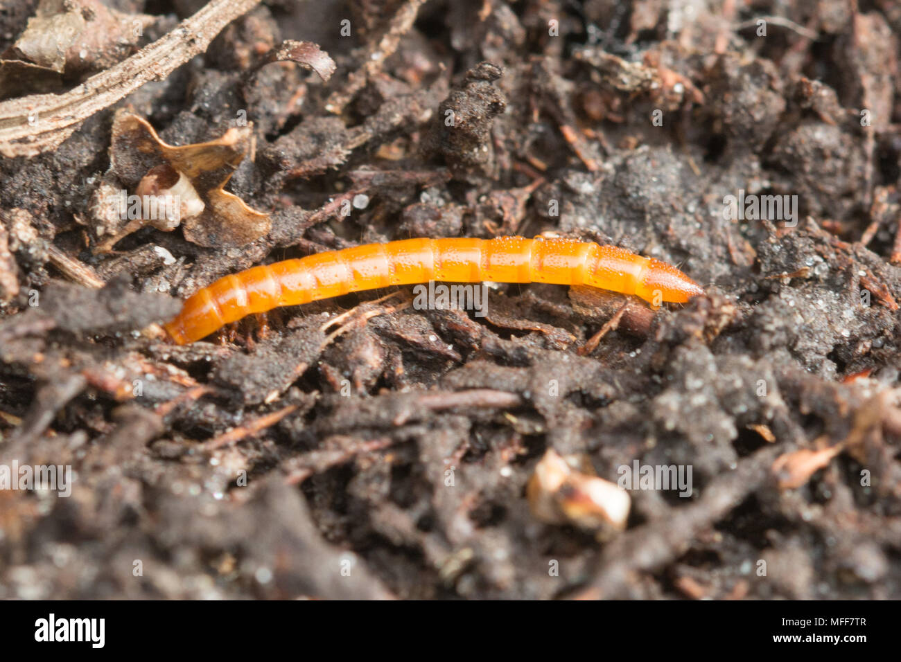 Wireworm, the larva of the click beetle, and a garden pest particularly among vegetable and potato growers Stock Photo