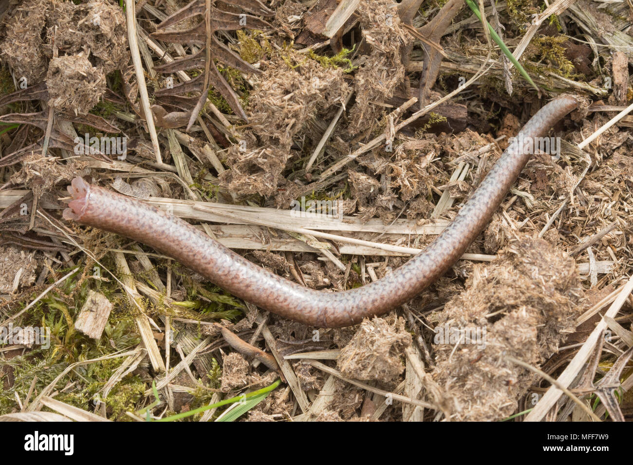 Slow worm (Anguis fragilis) detached tail following a predator attack.  Reptile behaviour, autotomy, dropped tail Stock Photo - Alamy