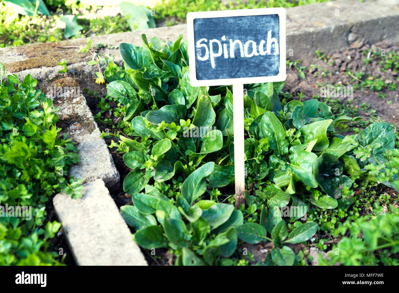 Spinach in a garden Stock Photo - Alamy