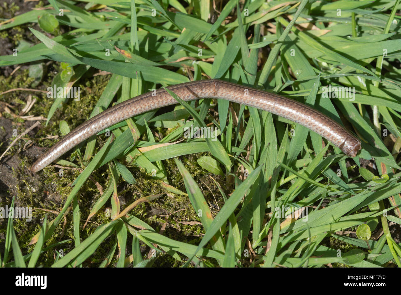 Slow worm (Anguis fragilis) detached tail following a predator attack. Reptile behaviour, autotomy, dropped tail. Stock Photo