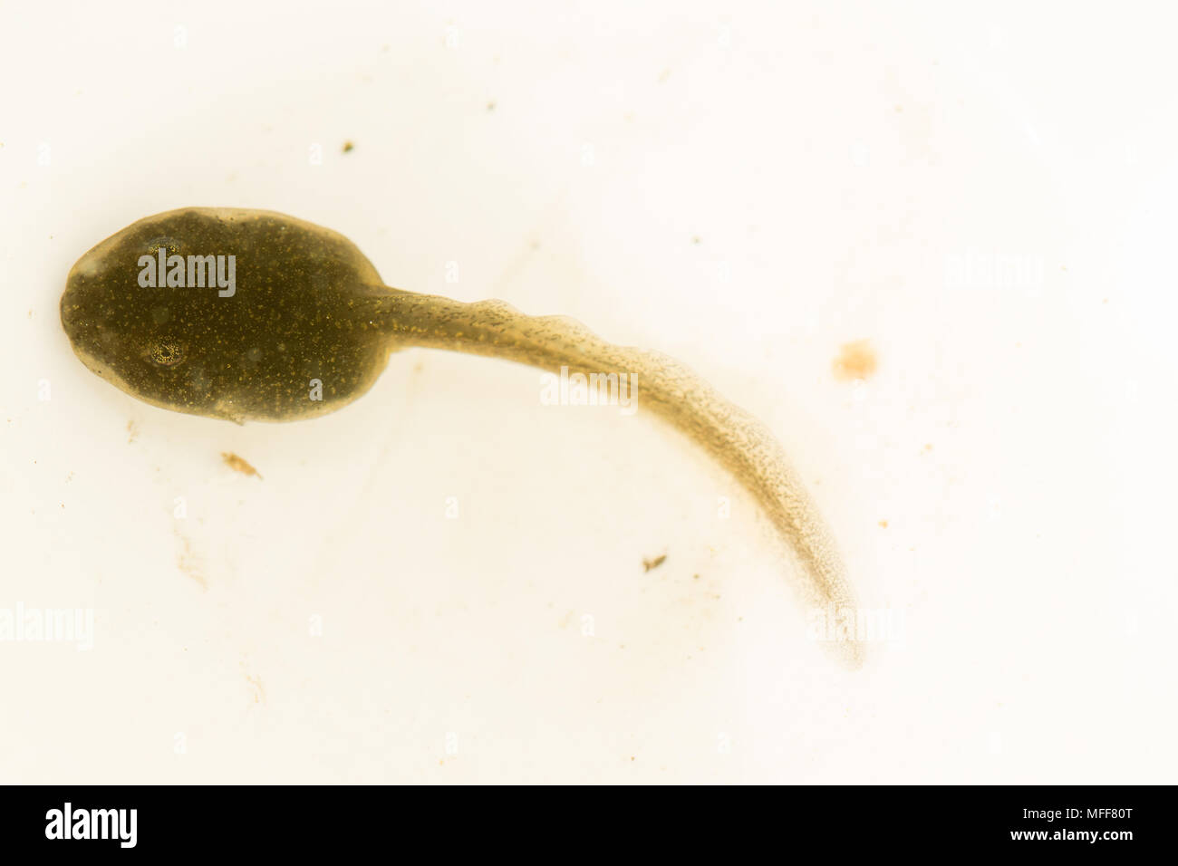 Common frog tadpole (Rana temporaria) several weeks old against a white