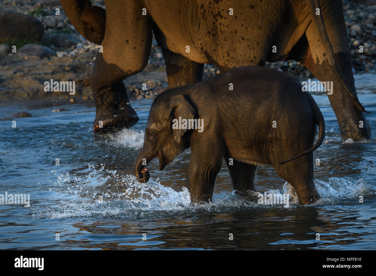 wild elephants- India Stock Photo - Alamy