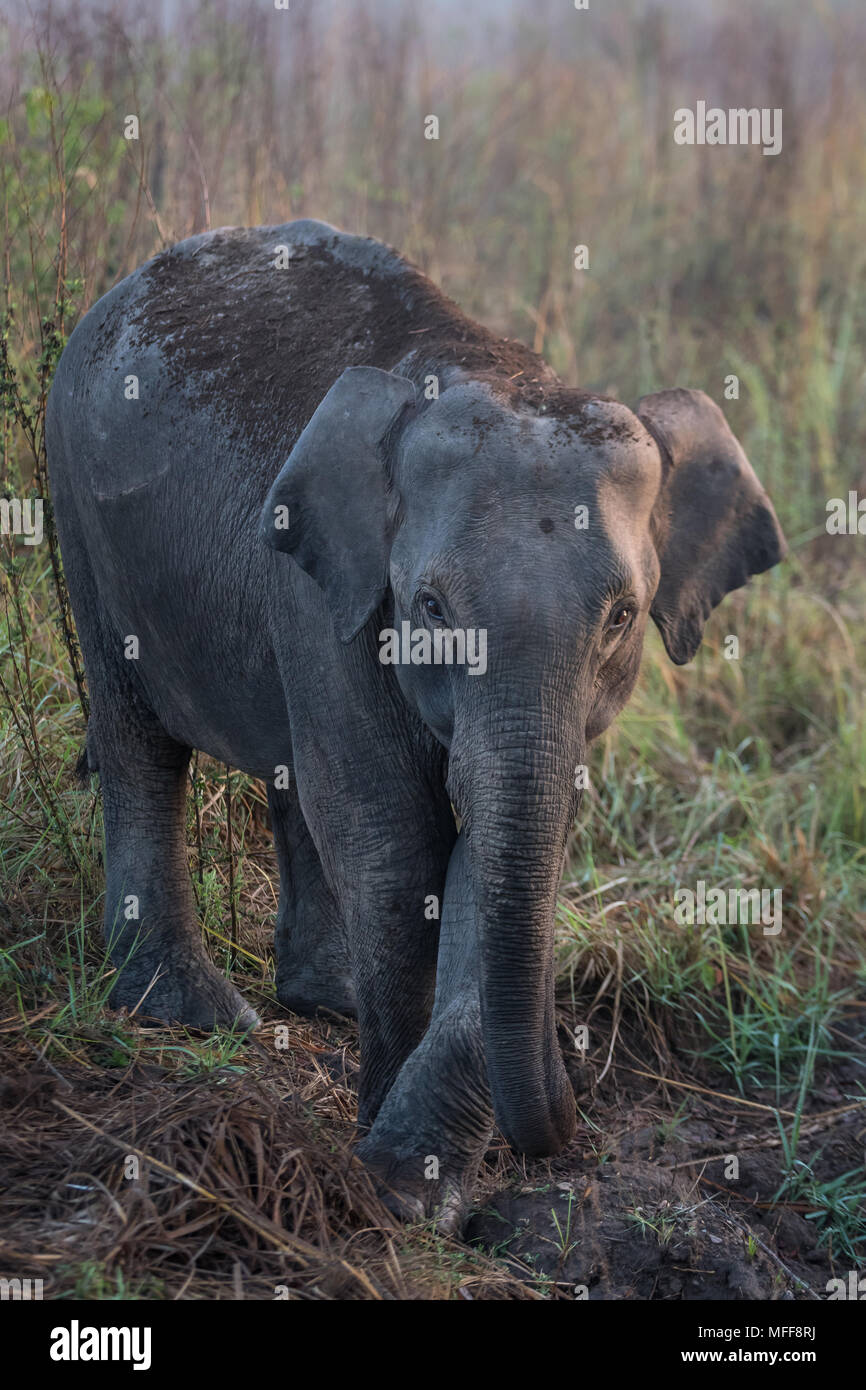 wild elephants- India Stock Photo - Alamy