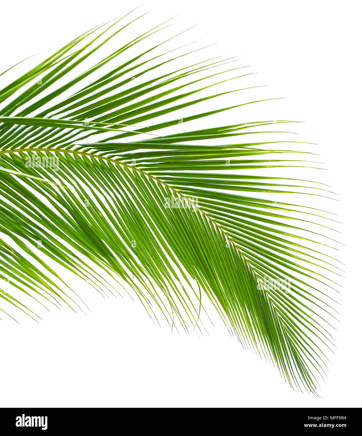 Palm tree leaf close-up isolated on white background Stock Photo