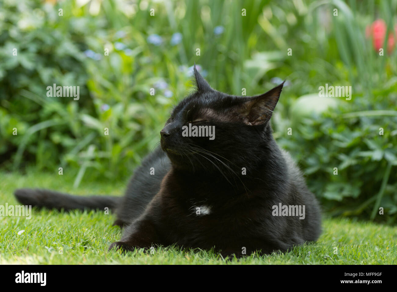 Black and white domestic cat sitting in garden setting Stock Photo - Alamy