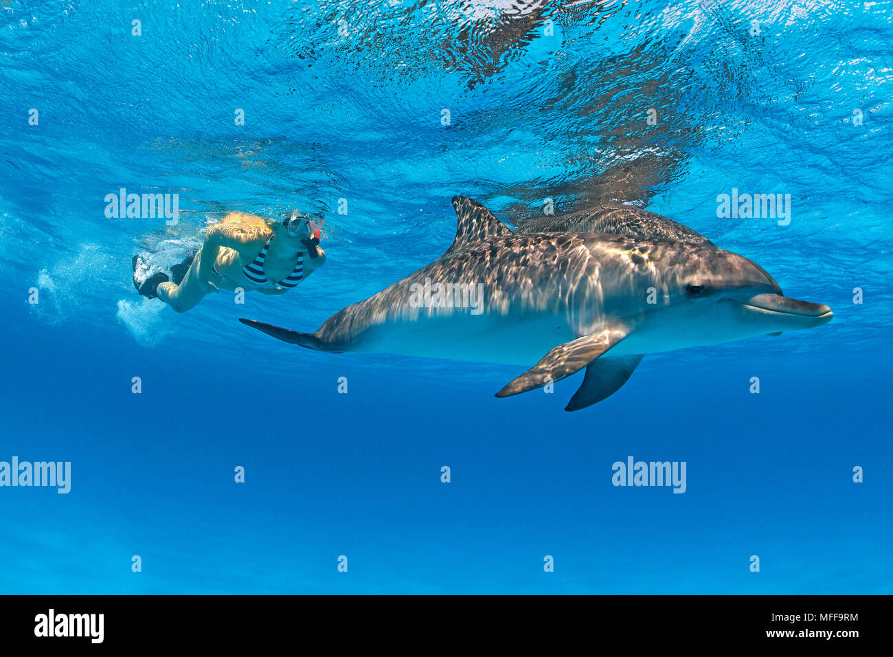 Snorkeler and Atlantic spotted dolphins (Stenella frontalis), Grand Bahama, Bahamas Stock Photo