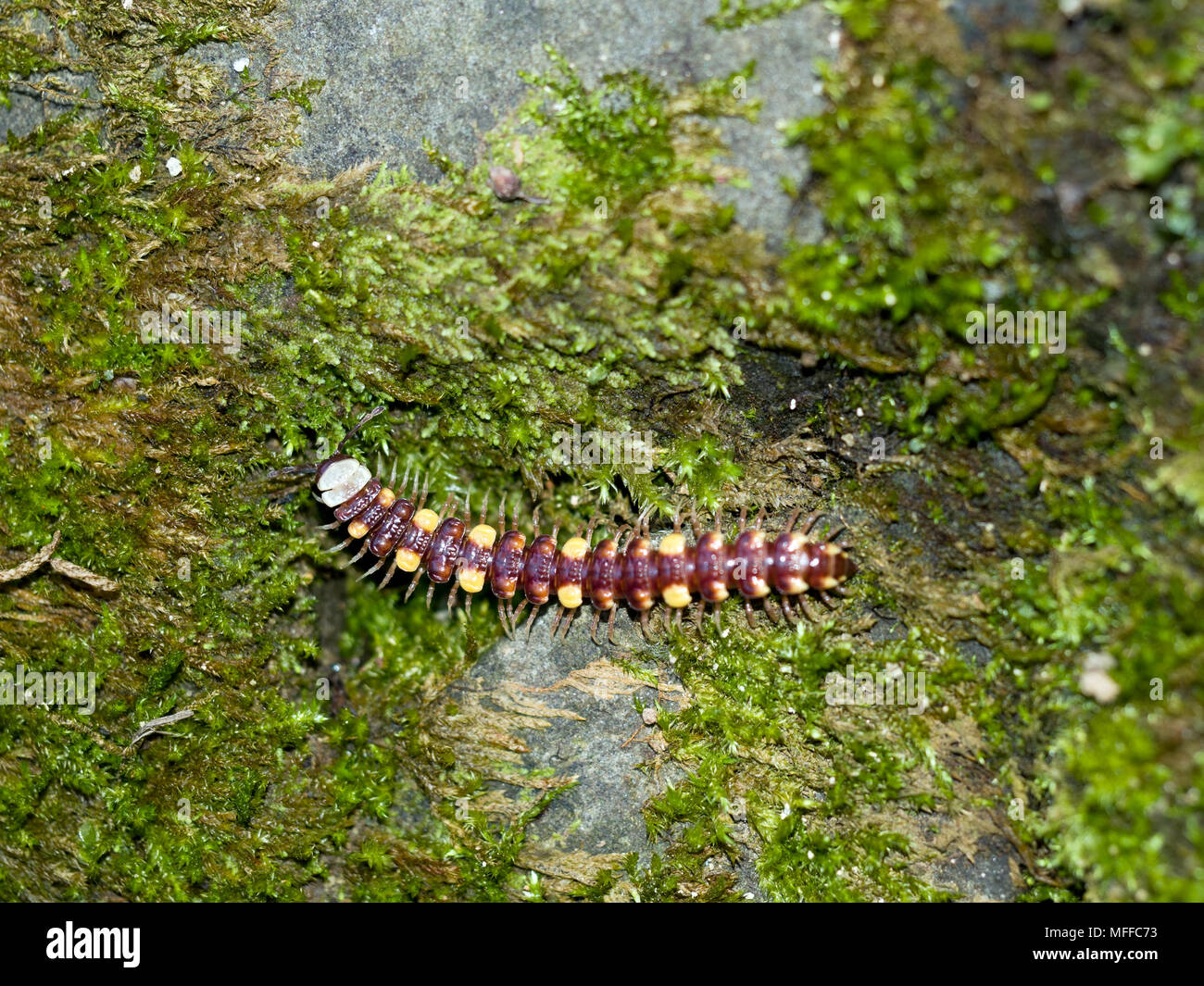 Flat-backed millipede. Observed Lunigiana, Italy, April 2018. Stock Photo