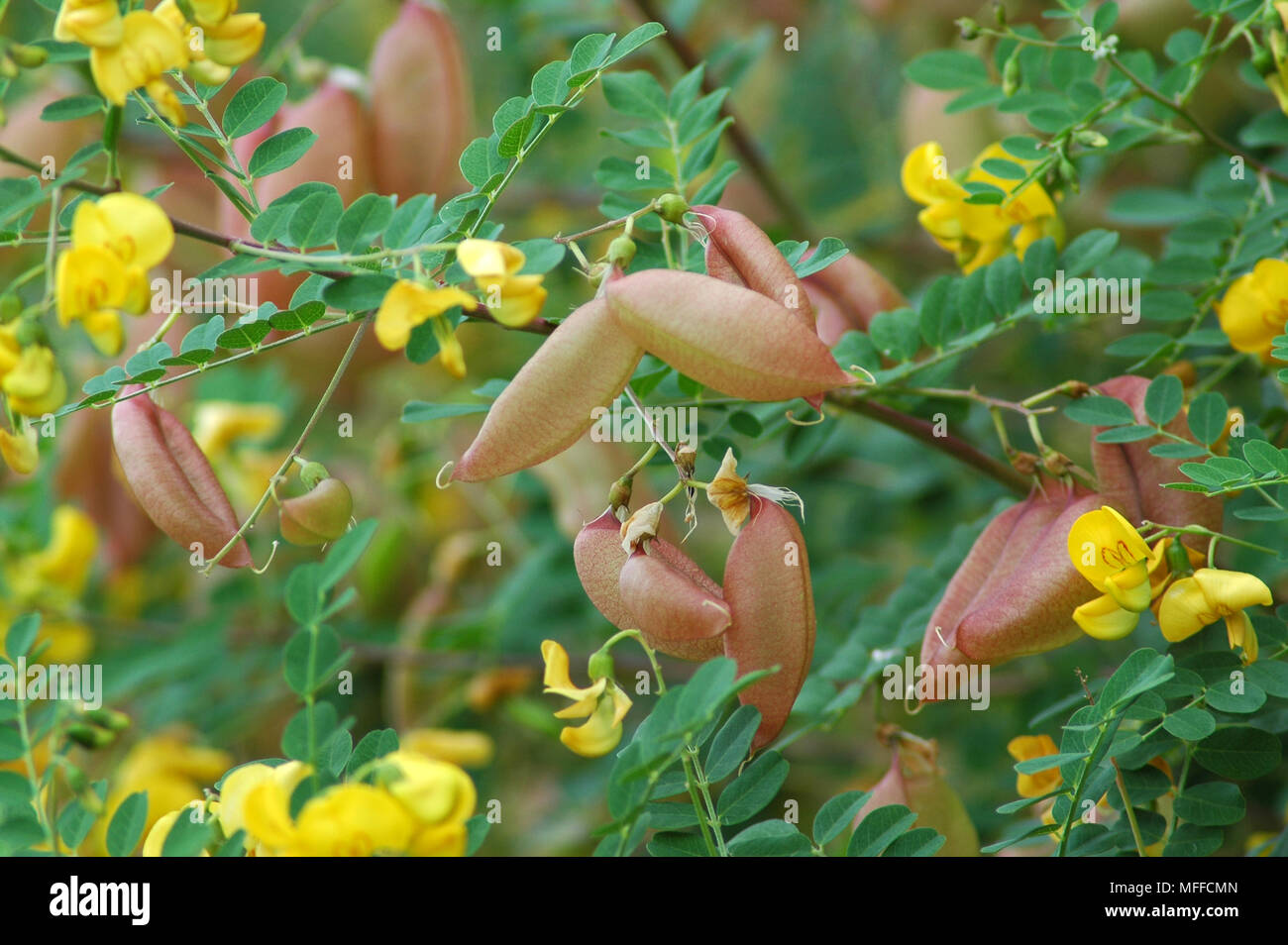 Inflated seed pods of Common bladder senna (Colutea arborescens.) Stock Photo