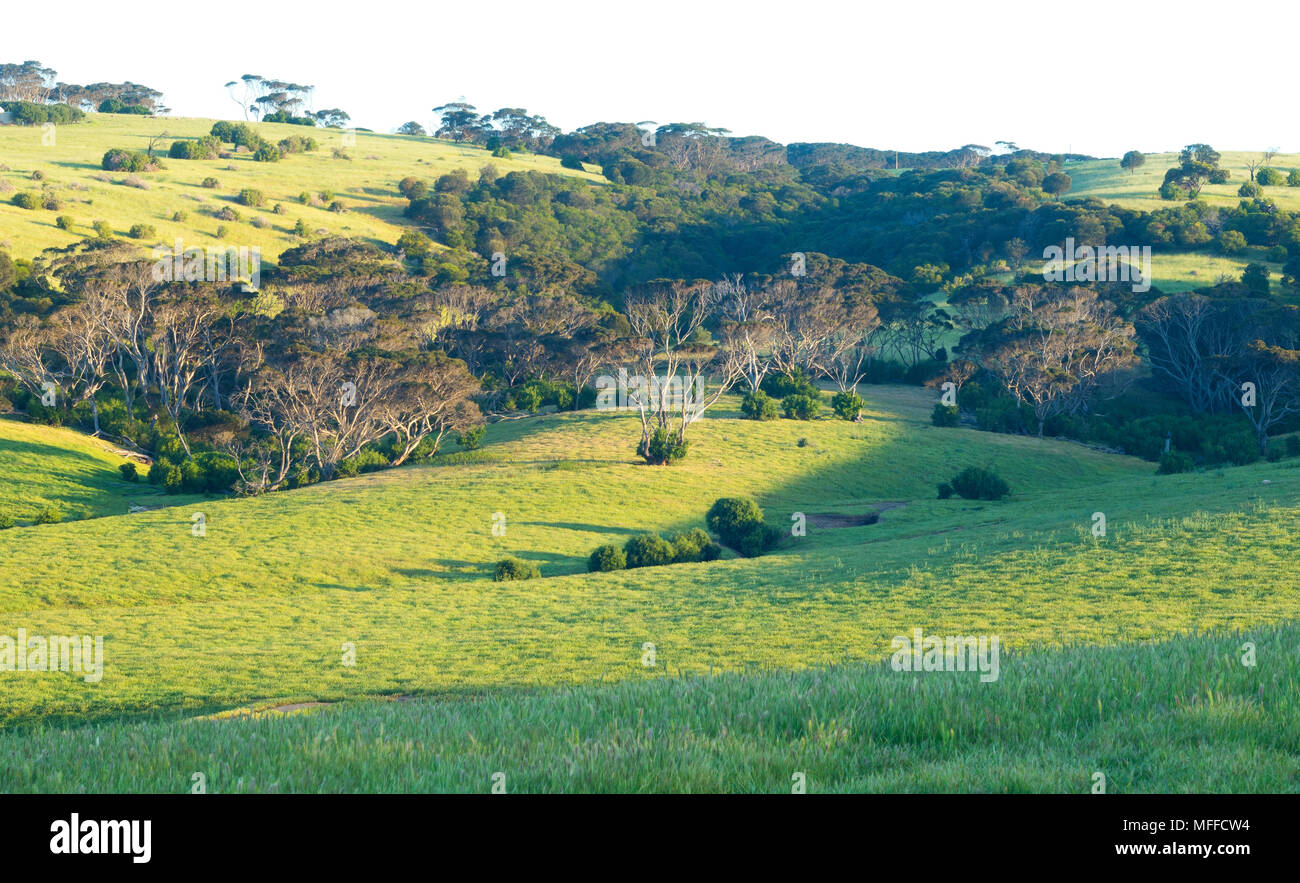 Green hills of Penneshaw, Kangaroo Island bathed in late afternoon sunlight in South Australia, Australia Stock Photo