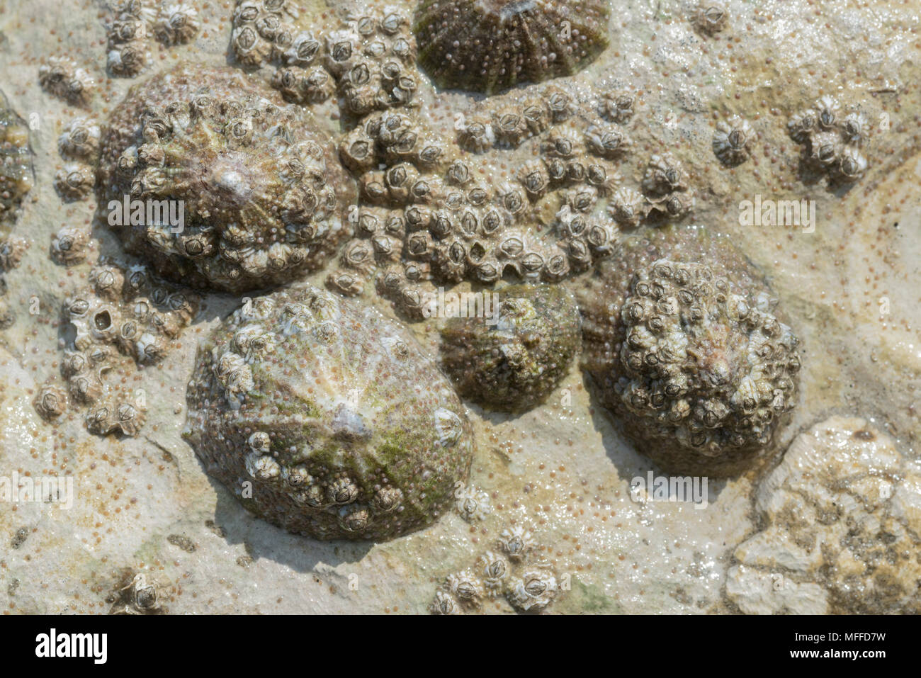 Limpets (Patella vulgaris) and Barnacles (Semibalanus balanoides) of various ages Stock Photo