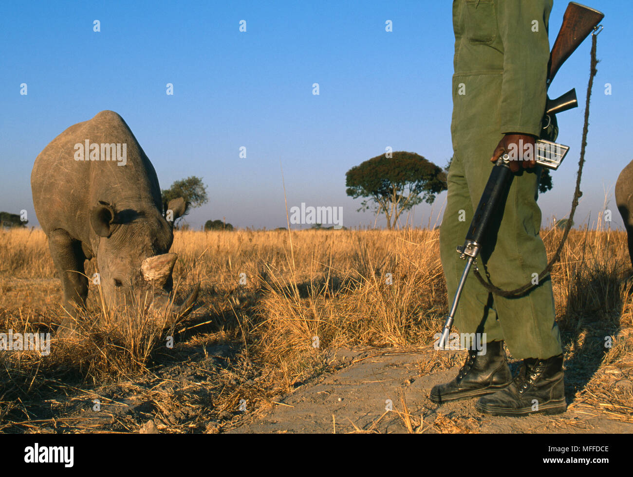 BLACK RHINOCEROS      Diceros bicornis  under round-the-clock guard against threat of poaching Zimbabwe, Africa. Stock Photo
