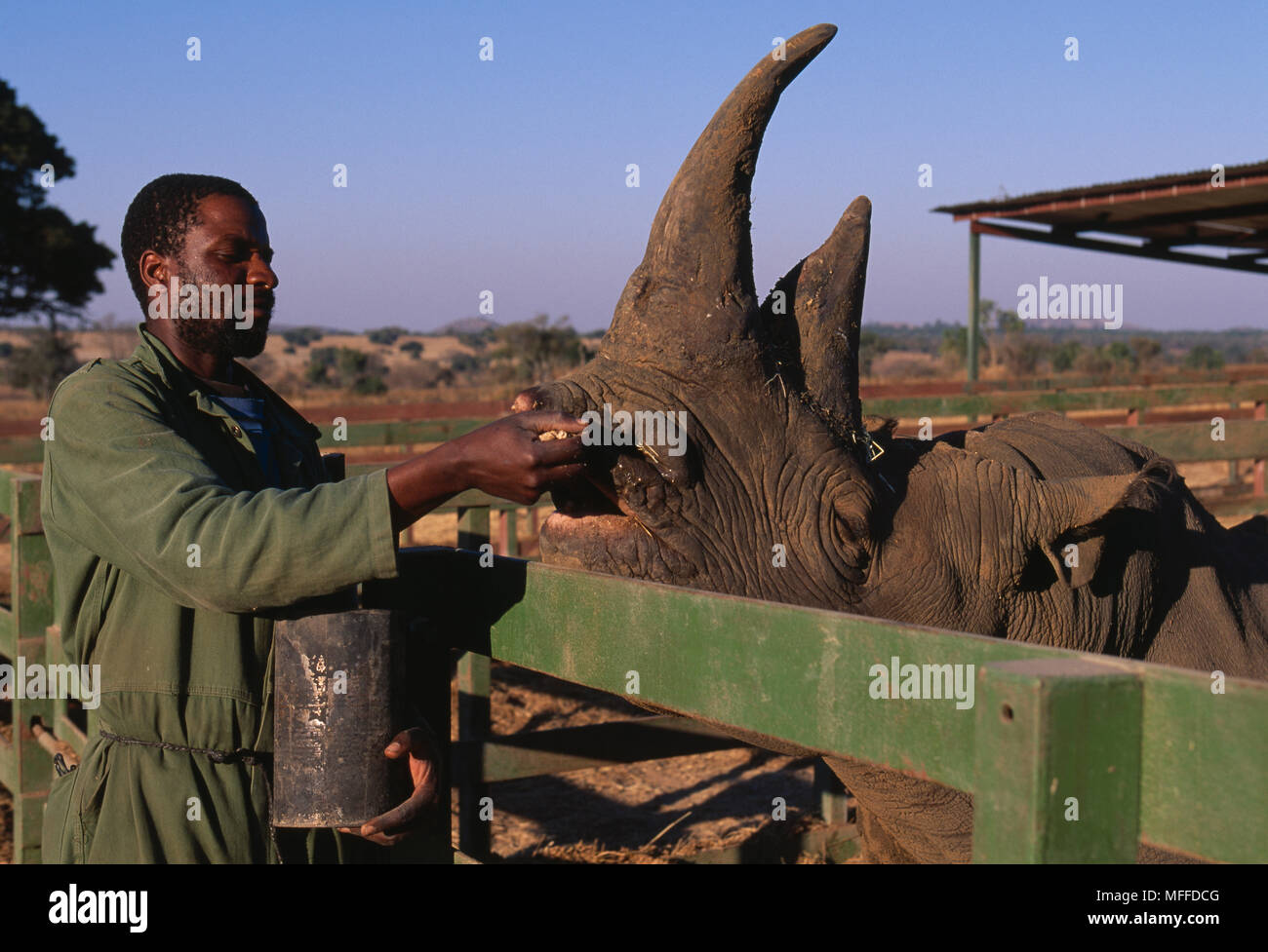 BLACK RHINOCEROS     Diceros bicornis  being fed by hand  Imire Game Farm,  Zimbabwe, Southern Africa Endangered sp. Stock Photo