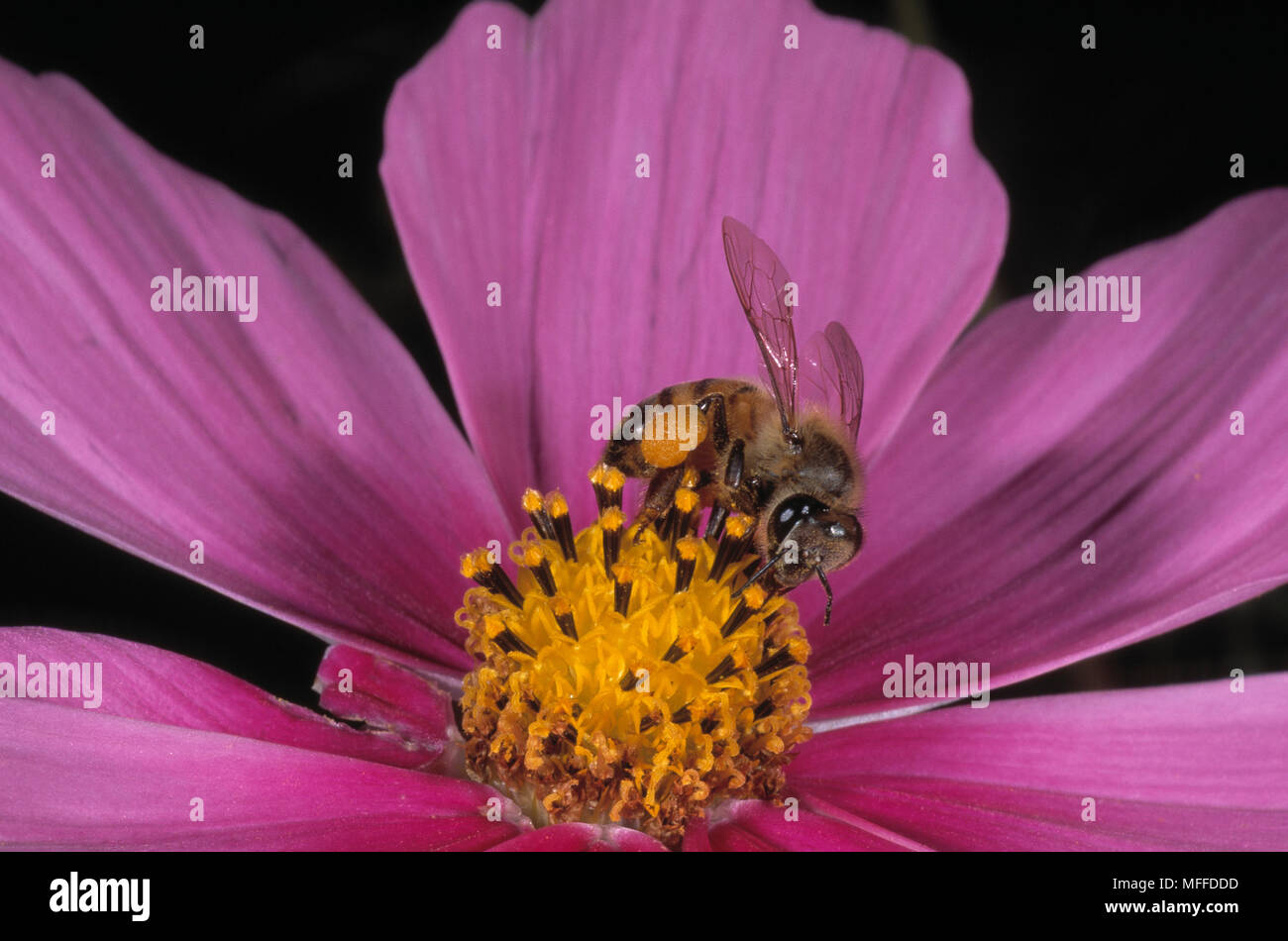 AFRICAN HONEYBEE Apis mellifera adansonii foraging for pollen Stock Photo