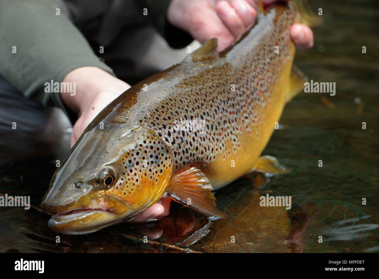 Brown trout uk hi-res stock photography and images - Alamy