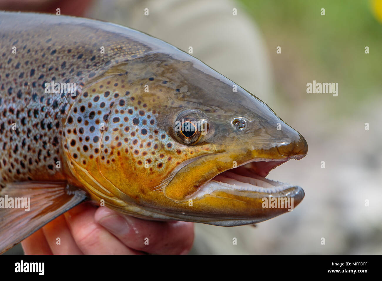 Close up head shot of a stunning wild brown trout of a specimen size. A fish of a lifetime for any fly fisher. Stock Photo