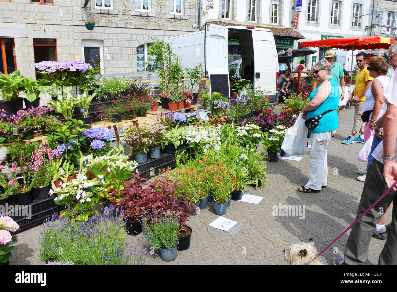 A plant and flower street market stall, Huelgoat, Brittany, France - John Gollop Stock Photo