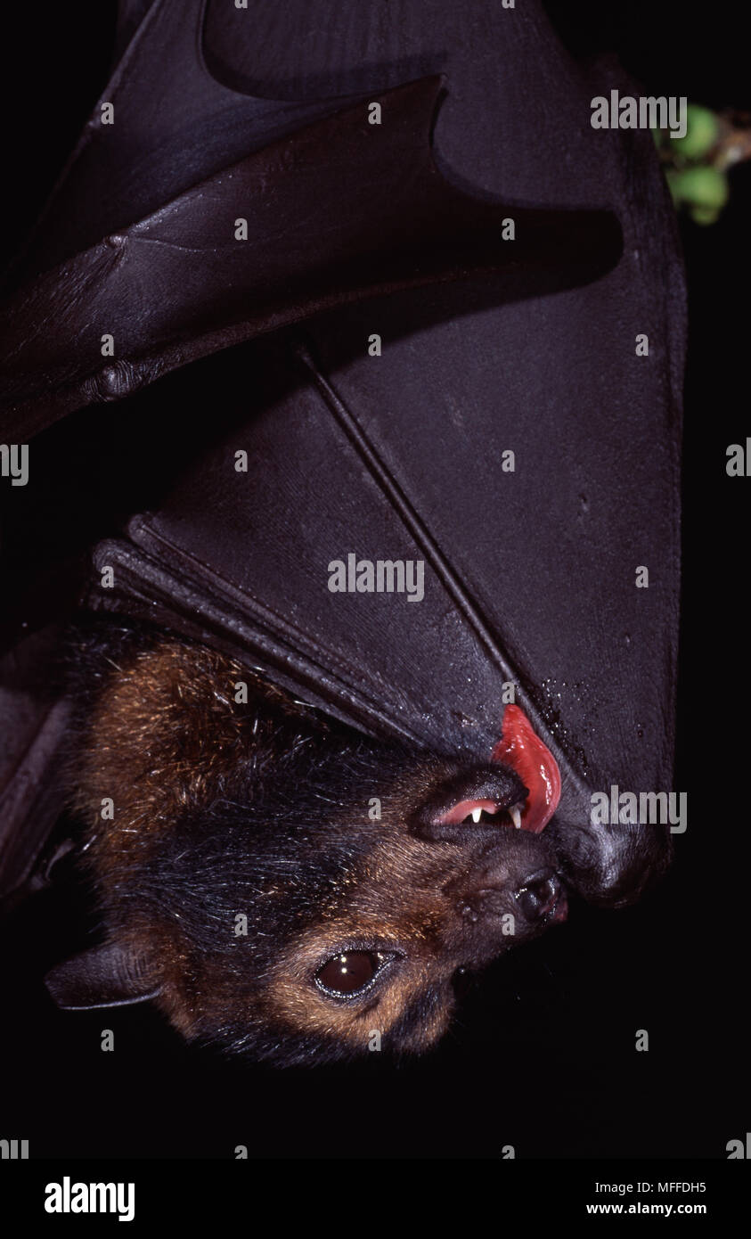 SPECTACLED FRUIT BAT  or FLYING FOX  grooming wing Pteropus conspicillatus            Australia. Essential pollinator of rainforest plants. Stock Photo