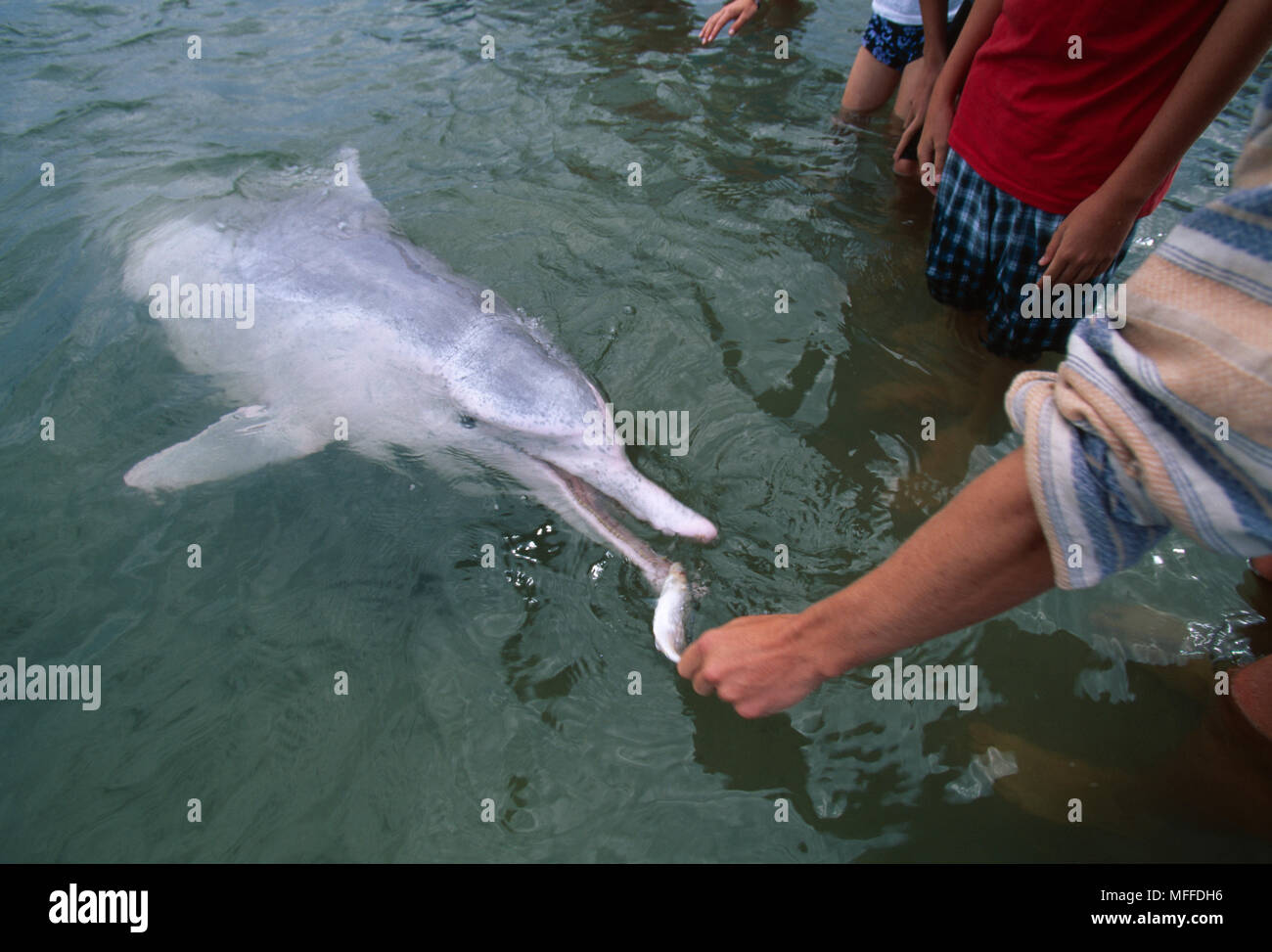 INDOPACIFIC HUMPBACK DOLPHIN Sousa chinensis being fed by tourist. Tin