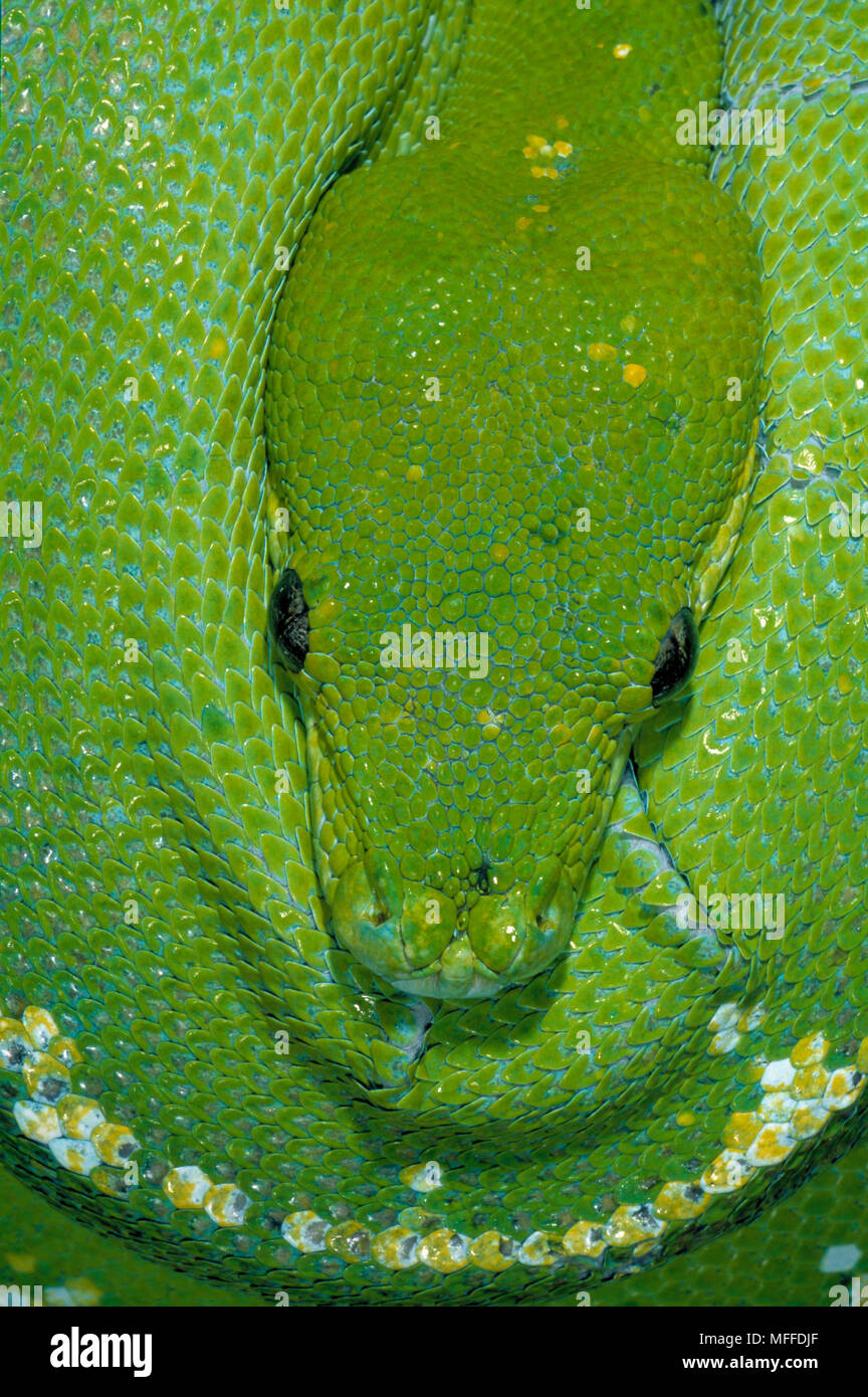 GREEN TREE PYTHON Chondropython viridis Rainforests, Australia Stock ...