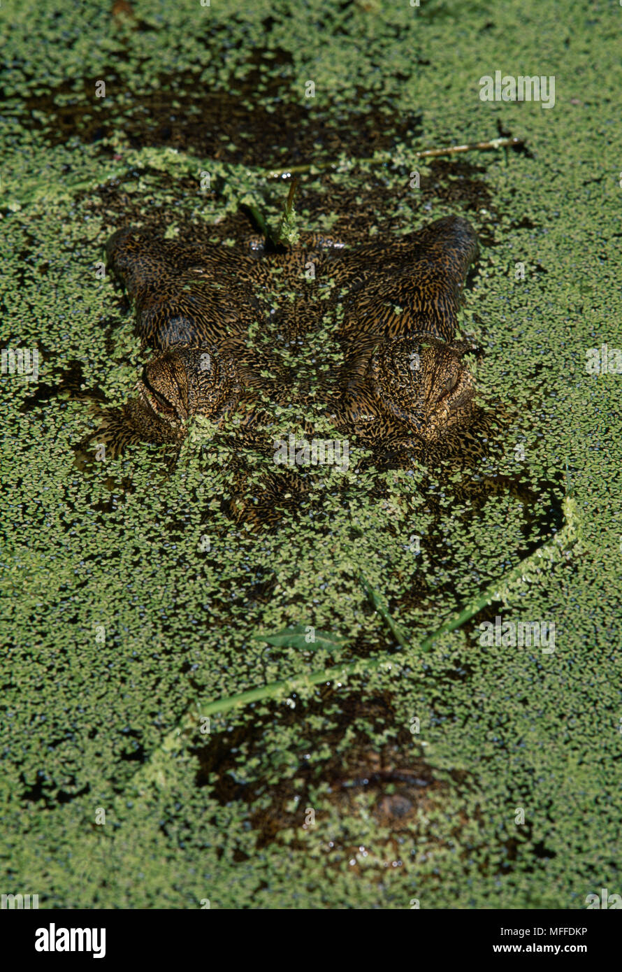 ESTUARINE/SALTWATER CROCODILE  Crocodylus porosus camouflaged among waterweeds Stock Photo