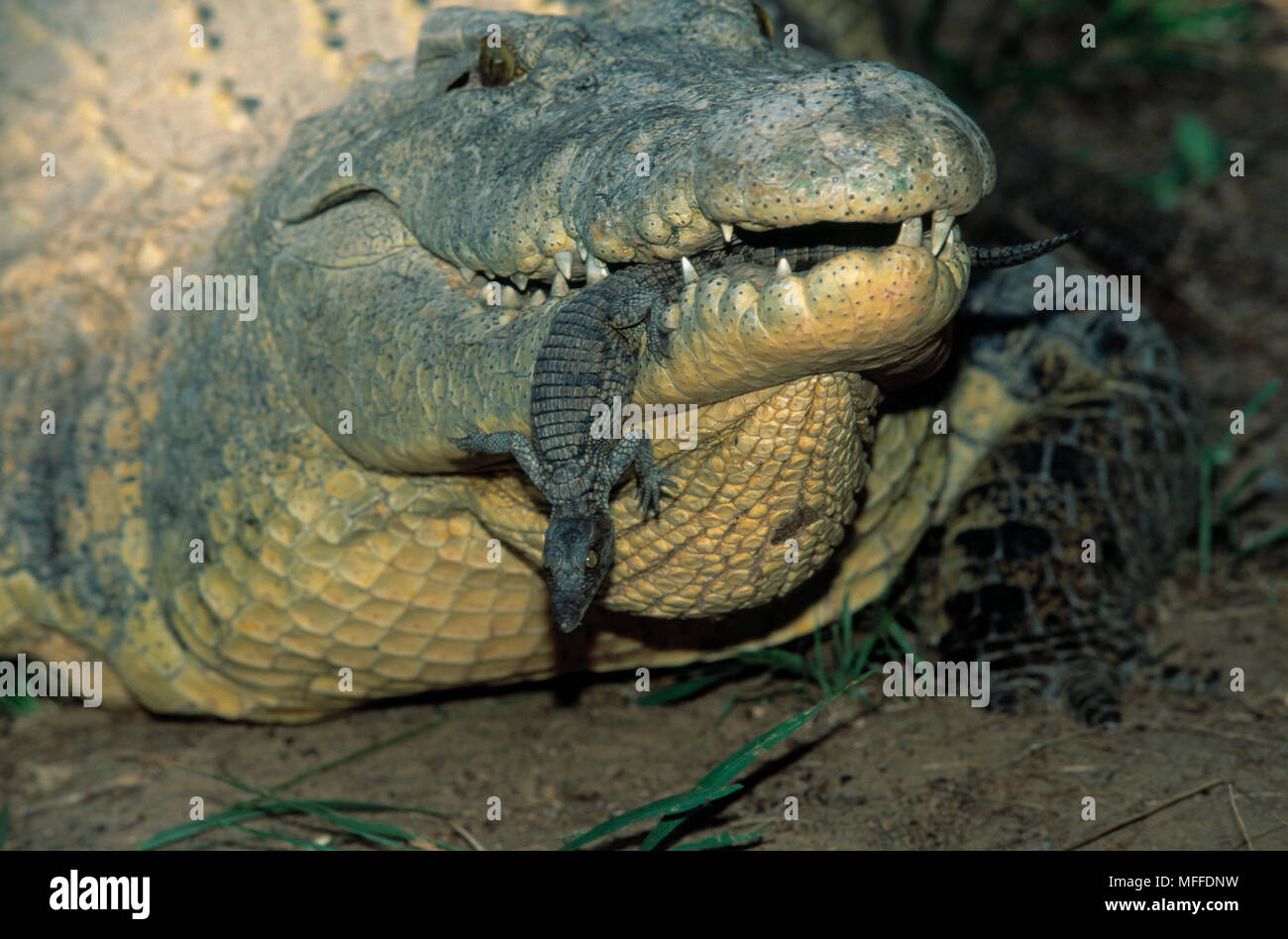 Nile Crocodile – Ivory – Himalayan