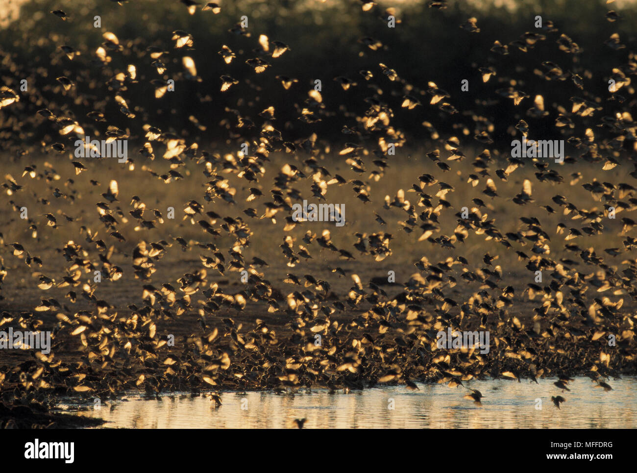 RED-BILLED QUELEAS Quelea quelea  flock in flight at waterhole, Africa. Stock Photo