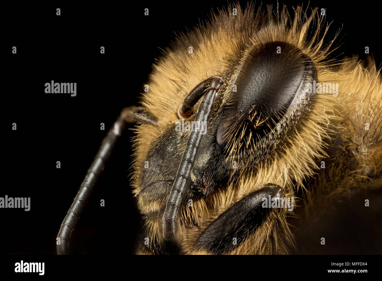 Honey bee head Stock Photo