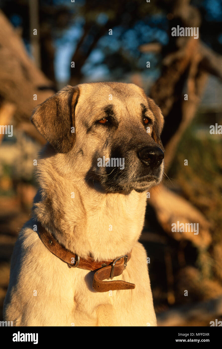 ANATOLIAN SHEPHERD DOG used to protect livestock from predators Stock
