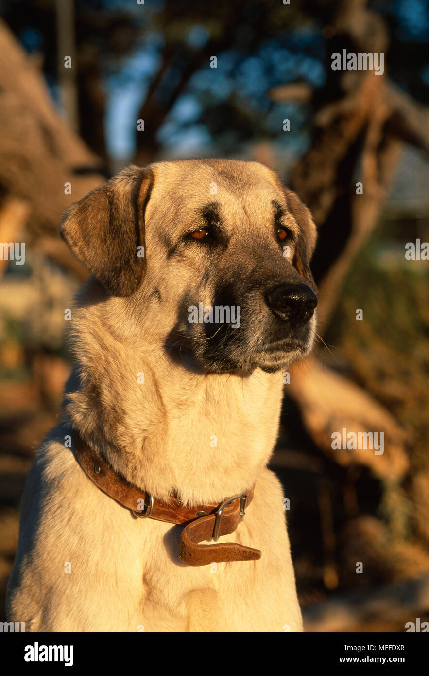 ANATOLIAN SHEPHERD DOG used to protect livestock from predators Stock Photo