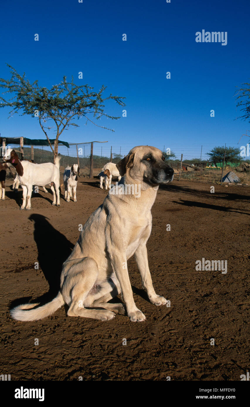 ANATOLIAN SHEPHERD DOG with goats, Namibia. Stock Photo