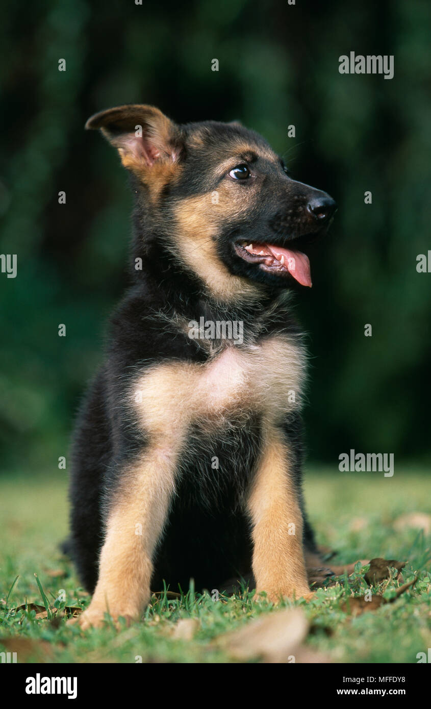 Is German Shepherd The Same As Alsatian