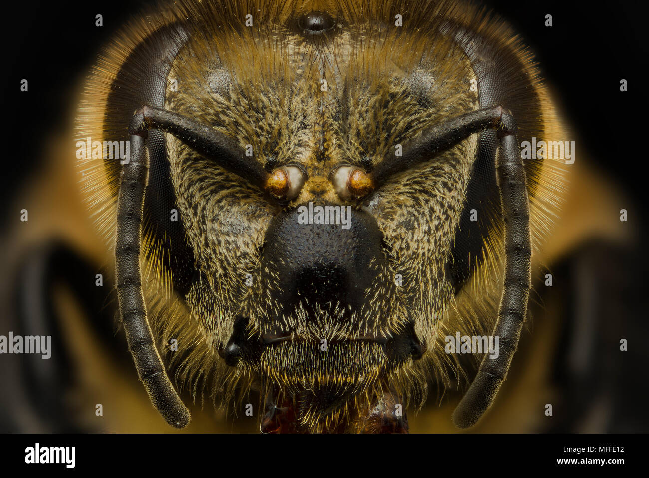 Honey bee head Stock Photo