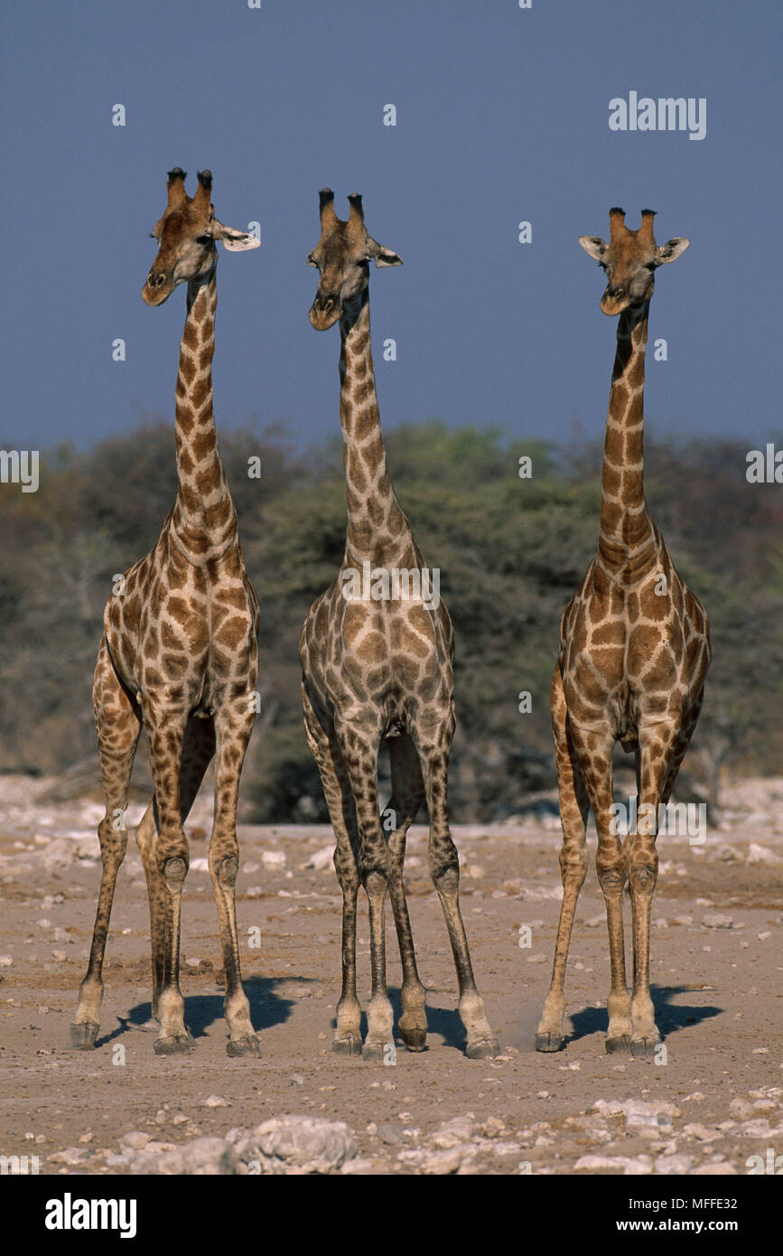 GIRAFFES Giraffa camelopardalis Etosha National Park, Namibia. also see ...