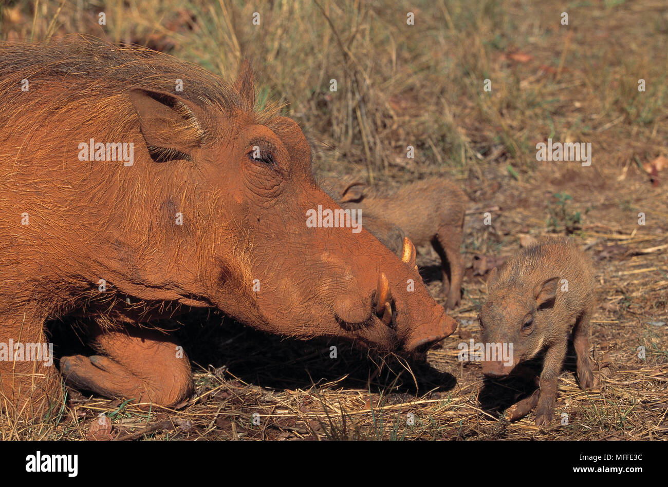 WARTHOG female Phacochoerus aethiopicus  with two young, ten days old Stock Photo