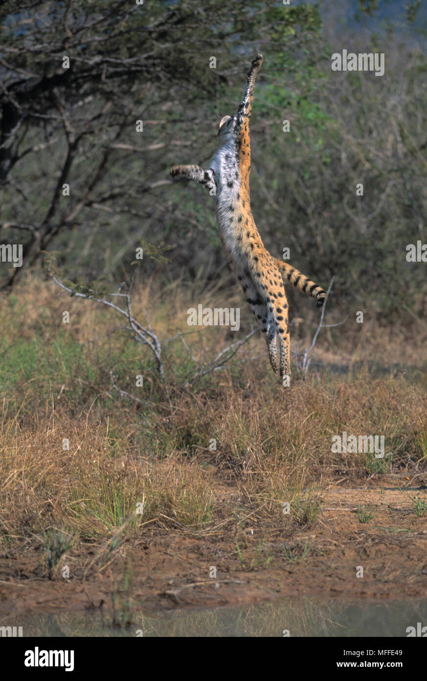 Serval Jumping For Bird