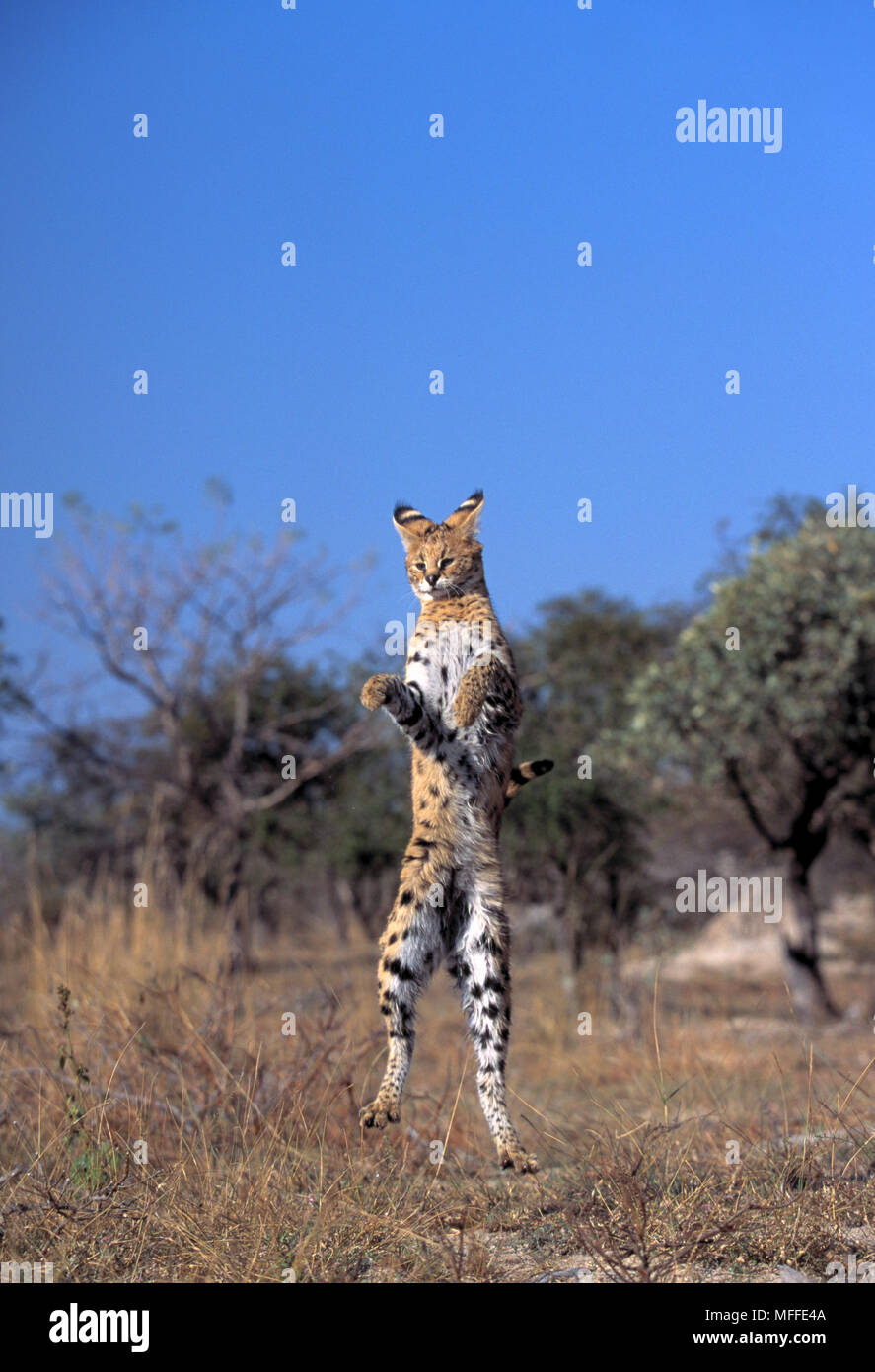 Serval Jumping For Bird