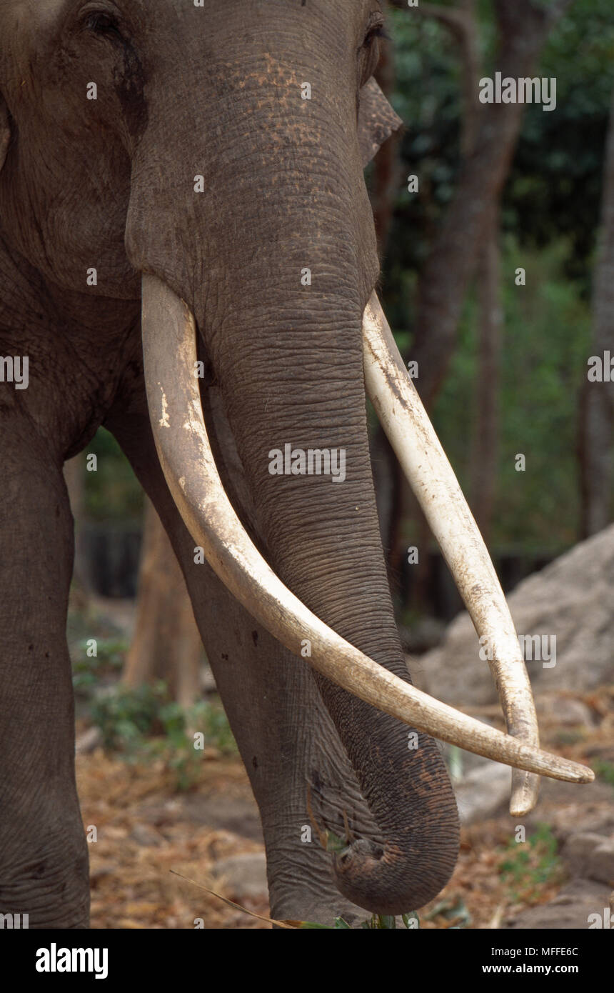 ASIAN ELEPHANT Male Elephas Maximus Close Up Of Large Tusks Stock Photo asian-elephant-male-elephas-maximus-close-up-of-large-tusks-stock-photo