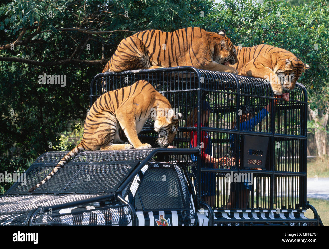 TIGERS captive, being fed Panthera tigris as part of tourist attraction Safari World, Thailand Stock Photo